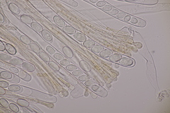 Pseudaleuria fibrillosa