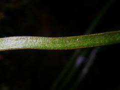 Haplopteris ensiformis