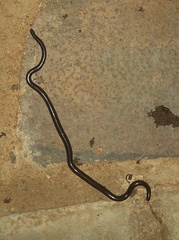 Leptotyphlopidae