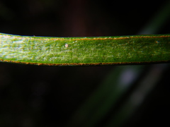 Haplopteris ensiformis
