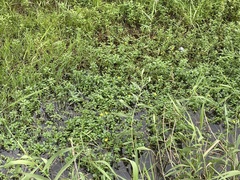 Ludwigia taiwanensis