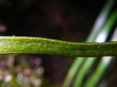 Haplopteris ensiformis