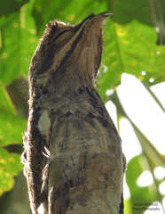 Nyctibius griseus