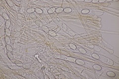 Pseudaleuria fibrillosa