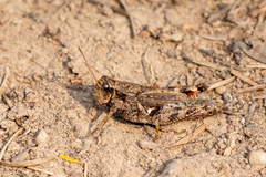 Melanoplus huroni
