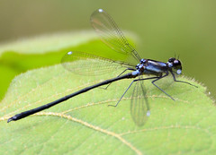 Teinopodagrion