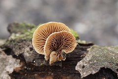 Simocybe haustellaris