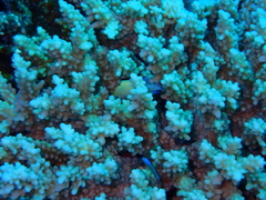 Acropora hemprichii