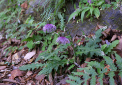 Cirsium tashiroi