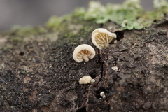 Simocybe haustellaris