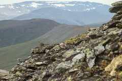 Lagopus muta komensis