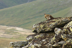 Lagopus muta komensis