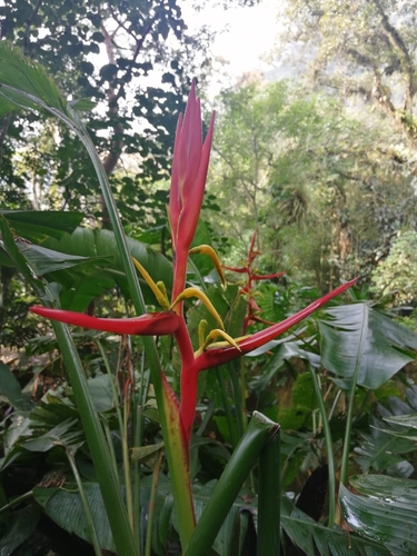 Heliconia schiedeana, photograph 2