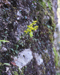 Solidago virgaurea asiatica