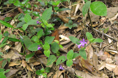 Coccocypselum pulchellum