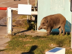 Sus scrofa moupinensis