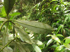 Drimys angustifolia