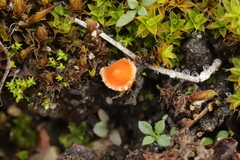 Lamprospora miniata