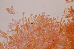 Simocybe haustellaris