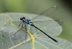 Teinopodagrion