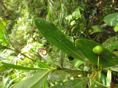 Drimys angustifolia
