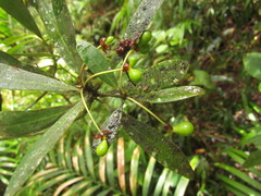 Drimys angustifolia