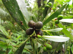 Drimys angustifolia