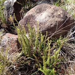 Cheilanthes micropteris