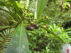 Drimys angustifolia