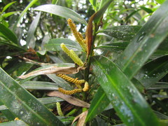 Podocarpus sellowii