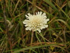 Scabiosa bipinnata