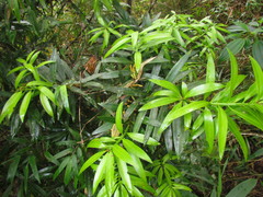 Podocarpus sellowii