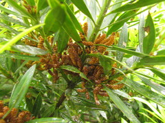Podocarpus sellowii