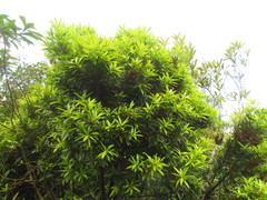 Podocarpus sellowii