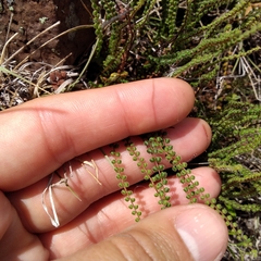 Cheilanthes micropteris