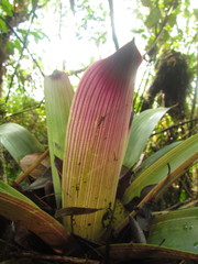 Vriesea platynema variegata