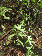 Staurogyne sylvatica