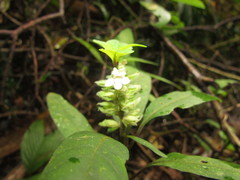 Staurogyne sylvatica