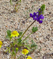 Lupinus odoratus