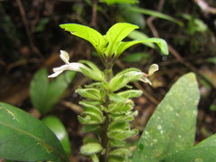 Staurogyne sylvatica