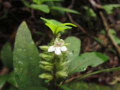 Staurogyne sylvatica