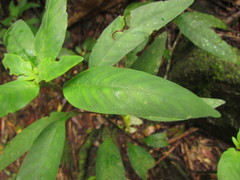 Staurogyne sylvatica