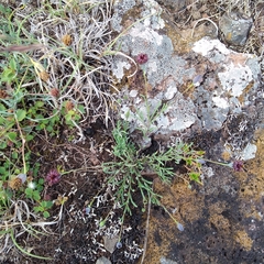 Porophyllum linifolium