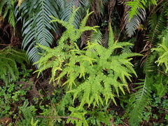 Sticherus umbraculifer