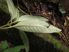 Staurogyne sylvatica