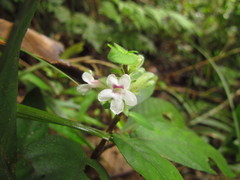 Staurogyne sylvatica