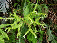 Sticherus umbraculifer