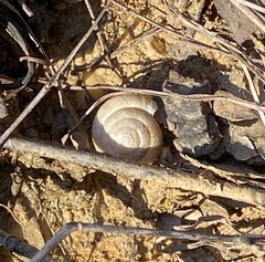 Ventridens intertextus