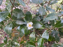 Camellia brevistyla