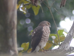 Accipiter francesiae